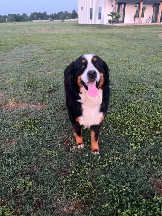 Bernese Mountain Dog Puppies media 24