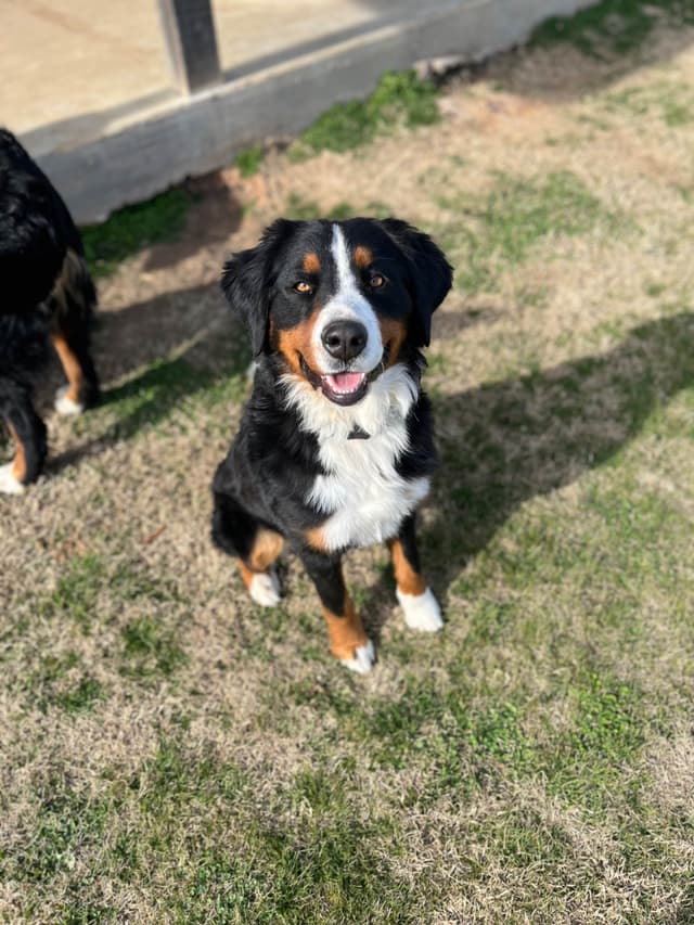 Bernese Mountain Dog Puppies media 25