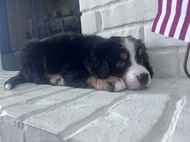 Bernese Mountain Dog Puppies media 2