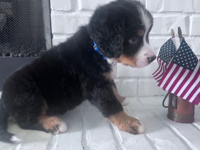 Bernese Mountain Dog Puppies media 3