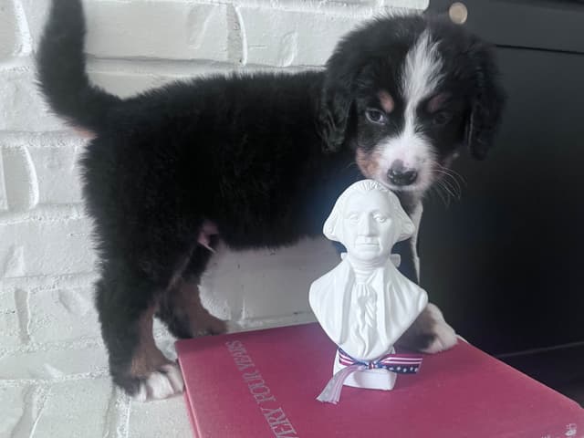 Bernese Mountain Dog Puppies media 4