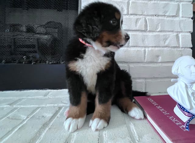 Bernese Mountain Dog Puppies media 5