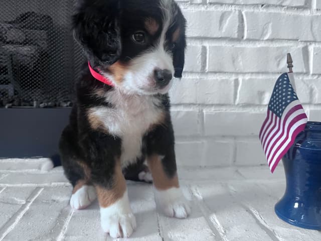 Bernese Mountain Dog Puppies media 7