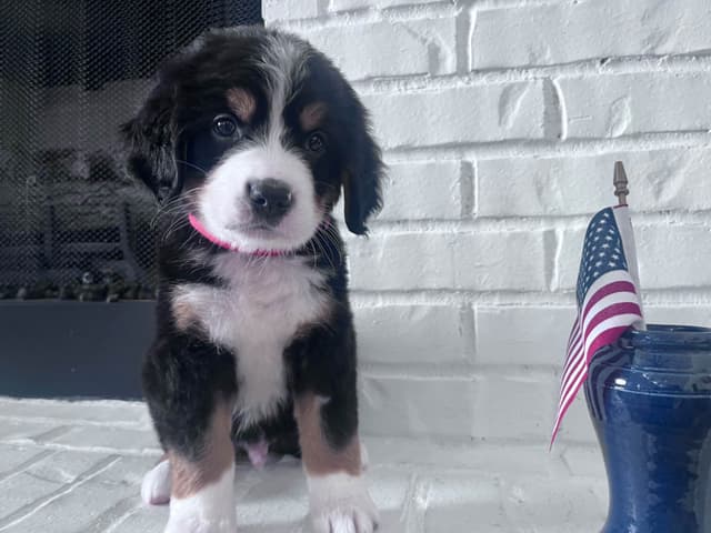 Bernese Mountain Dog Puppies media 8