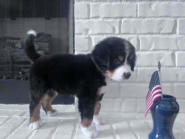 Bernese Mountain Dog Puppies media 9