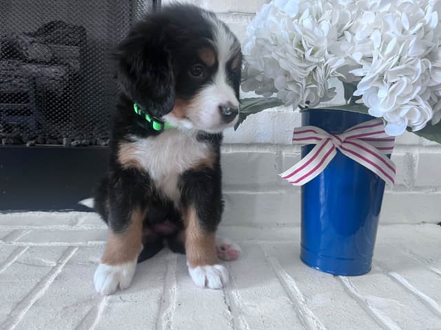 Bernese Mountain Dog Puppies media 12