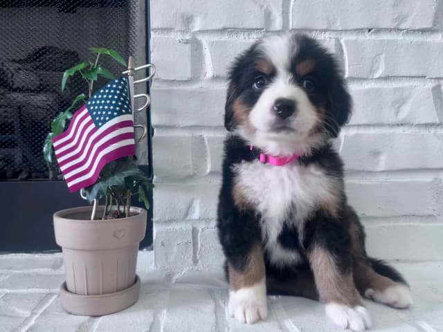 Bernese Mountain Dog Puppies media 15