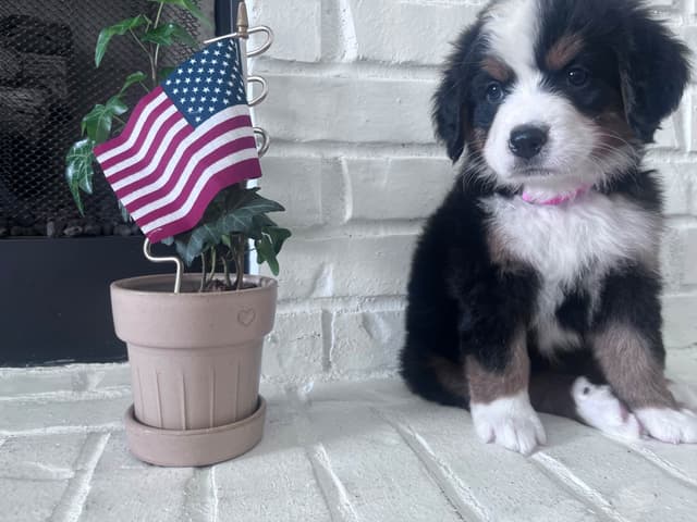 Bernese Mountain Dog Puppies media 13