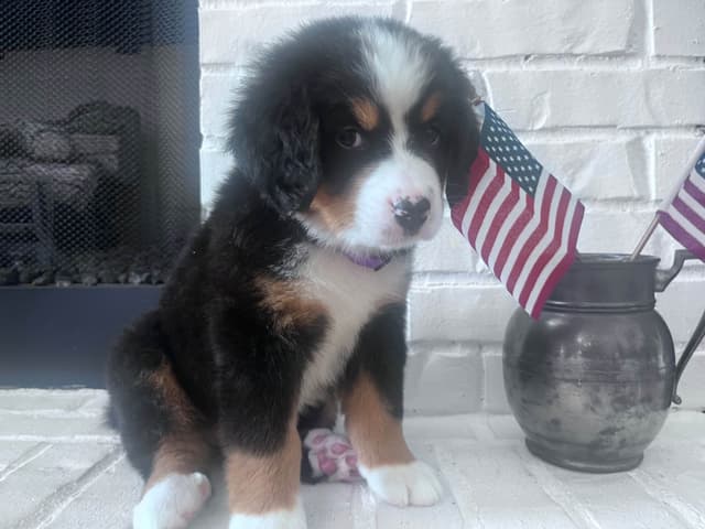 Bernese Mountain Dog Puppies media 16