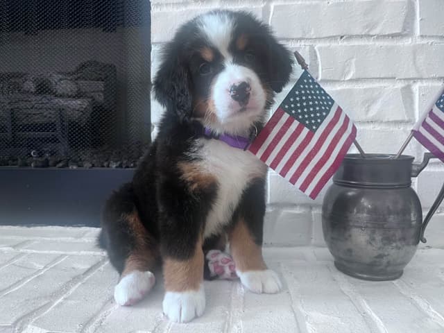 Bernese Mountain Dog Puppies media 17