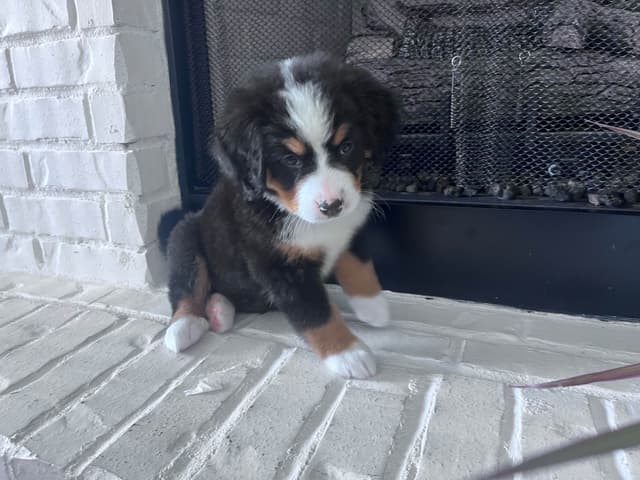 Bernese Mountain Dog Puppies media 18