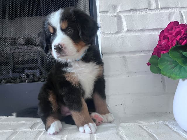 Bernese Mountain Dog Puppies media 19