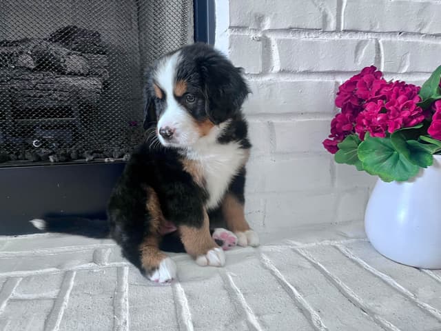 Bernese Mountain Dog Puppies media 20