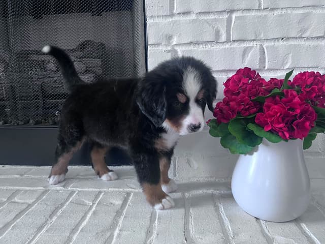 Bernese Mountain Dog Puppies media 21