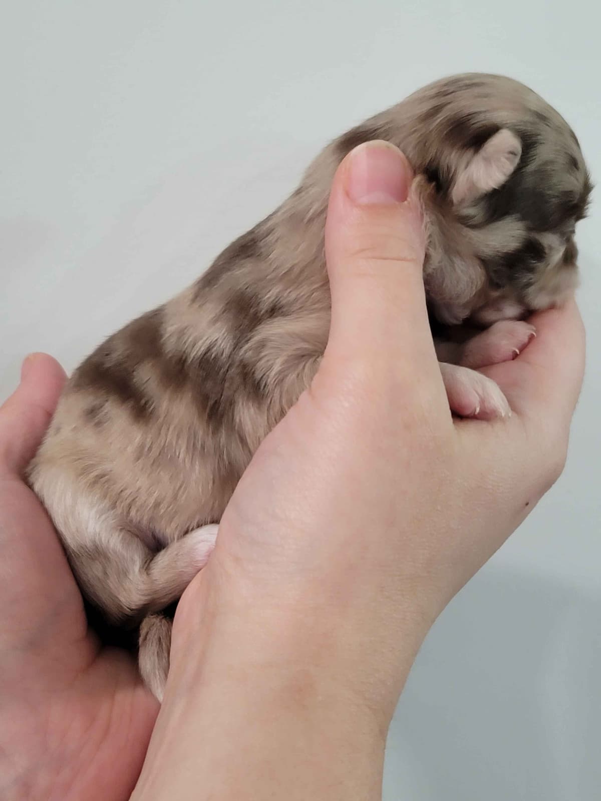Champion Sired Long Coat Chihuahua Puppies breeder image 15
