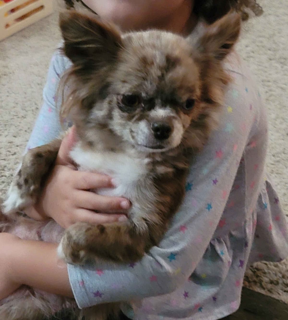 Champion Sired Long Coat Chihuahua Puppies breeder image 3