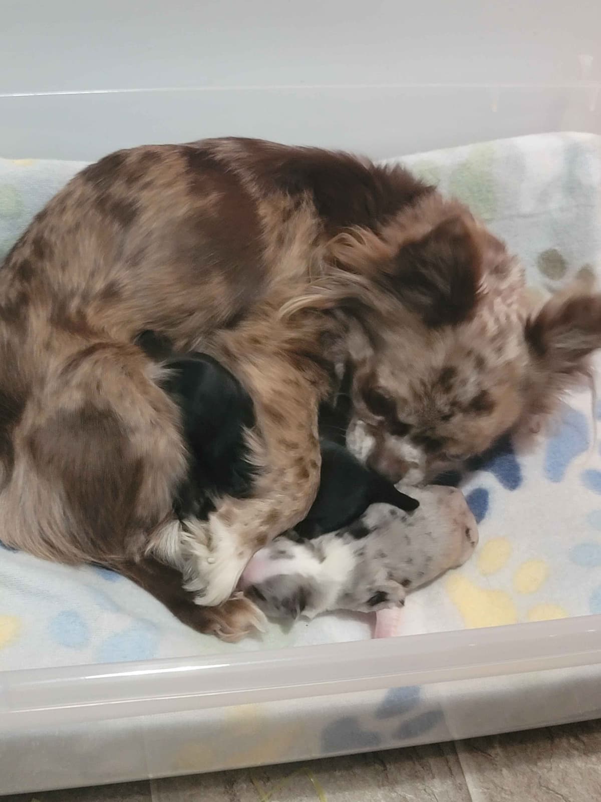 Champion Sired Long Coat Chihuahua Puppies breeder image 1