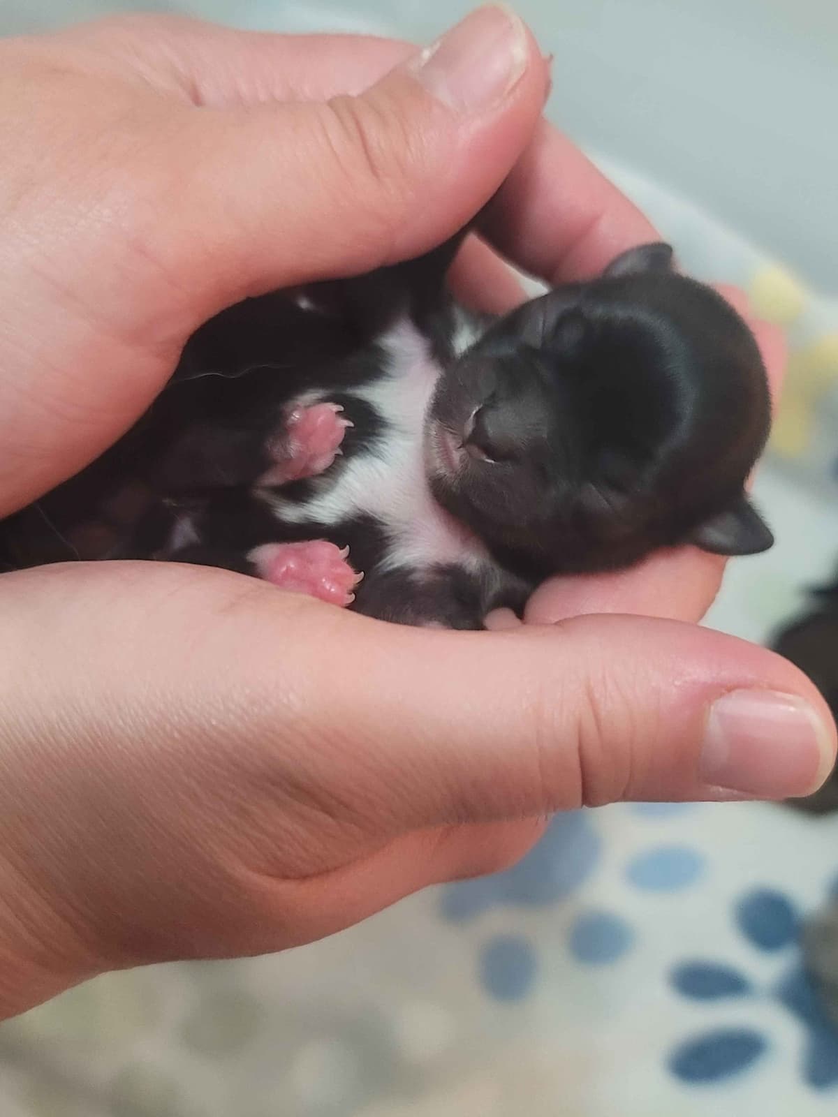 Champion Sired Long Coat Chihuahua Puppies breeder image 16