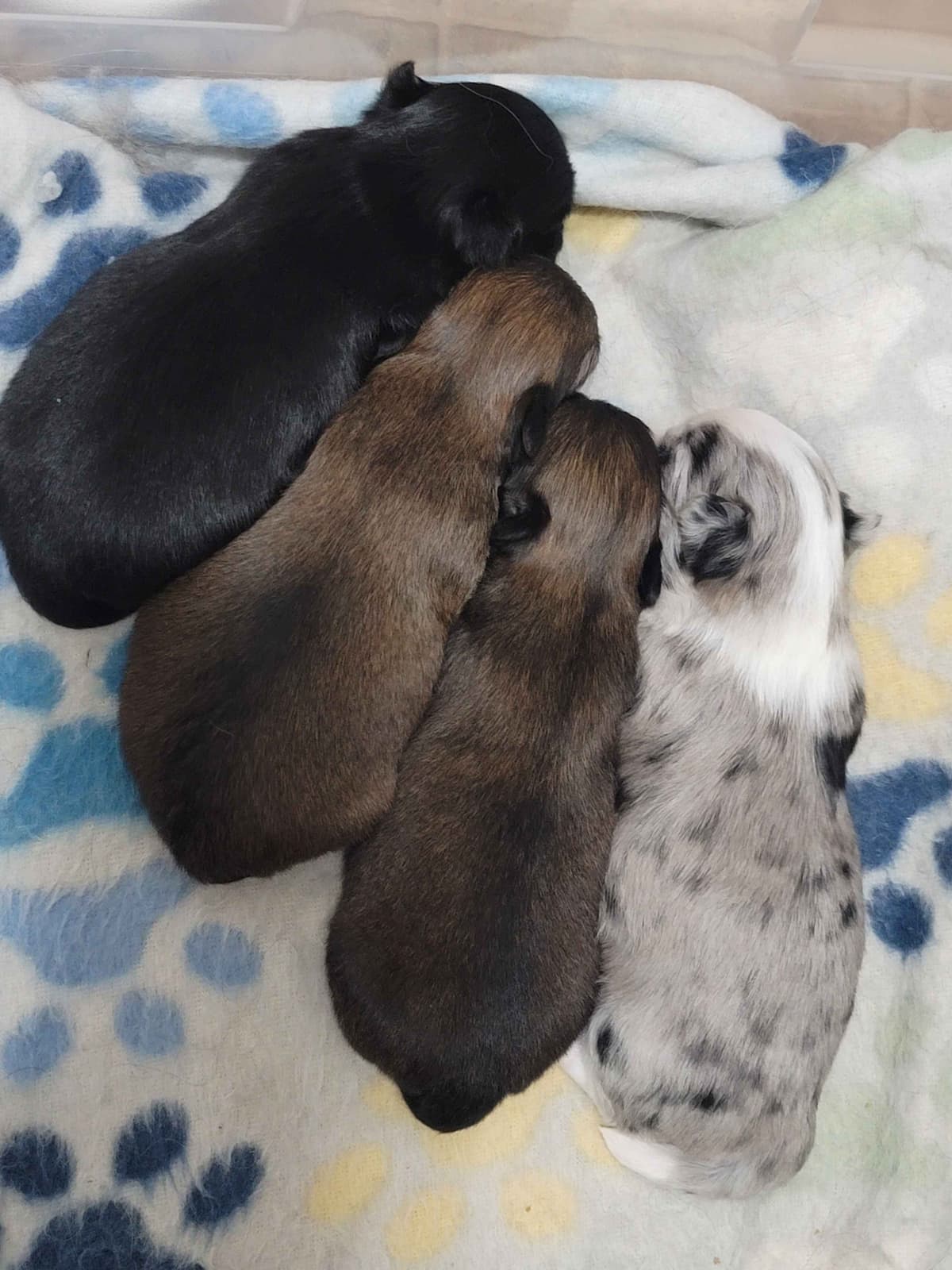 Champion Sired Long Coat Chihuahua Puppies breeder image 18