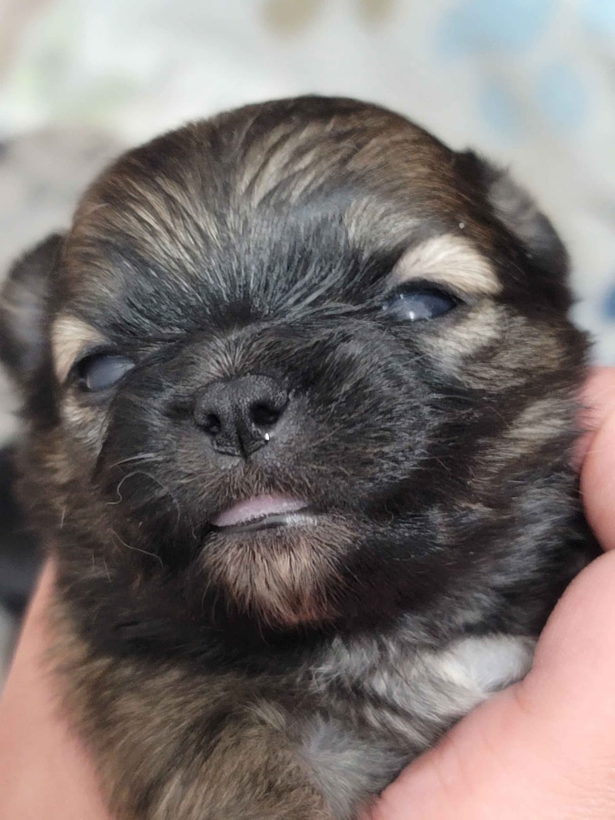 Champion Sired Long Coat Chihuahua Puppies breeder image 17