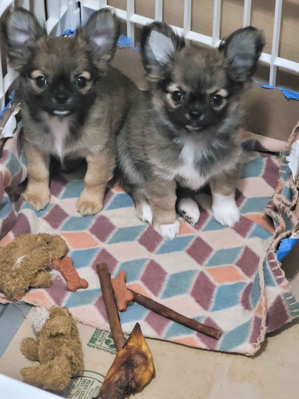 Champion Sired Long Coat Chihuahua Puppies breeder image 19
