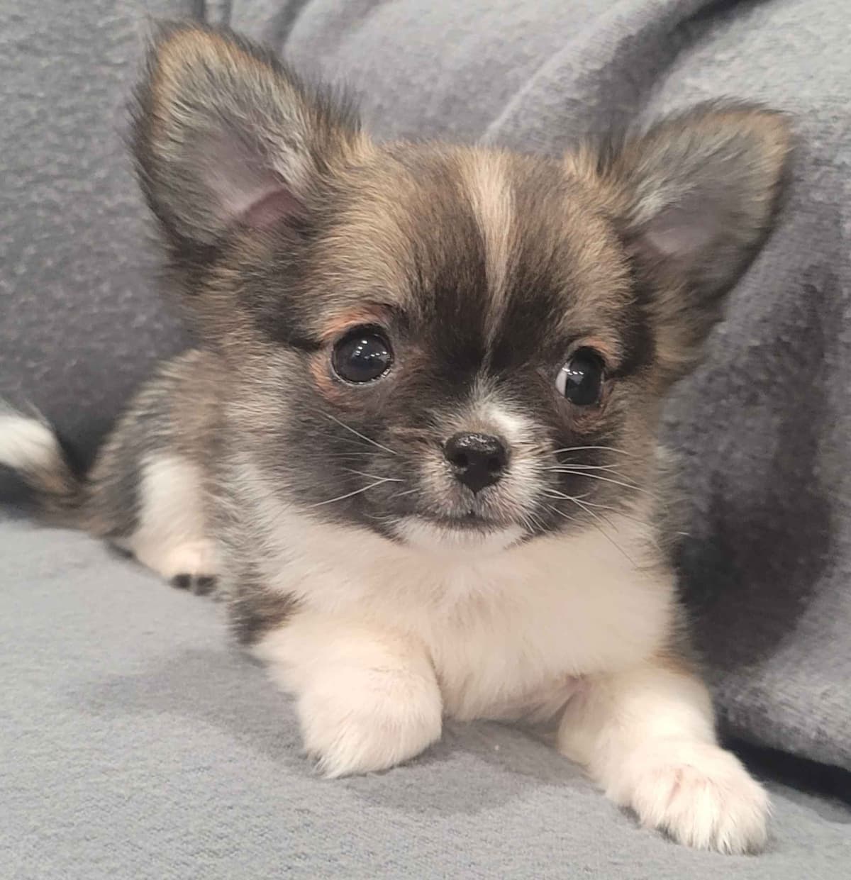 Champion Sired Long Coat Chihuahua Puppies breeder image 21