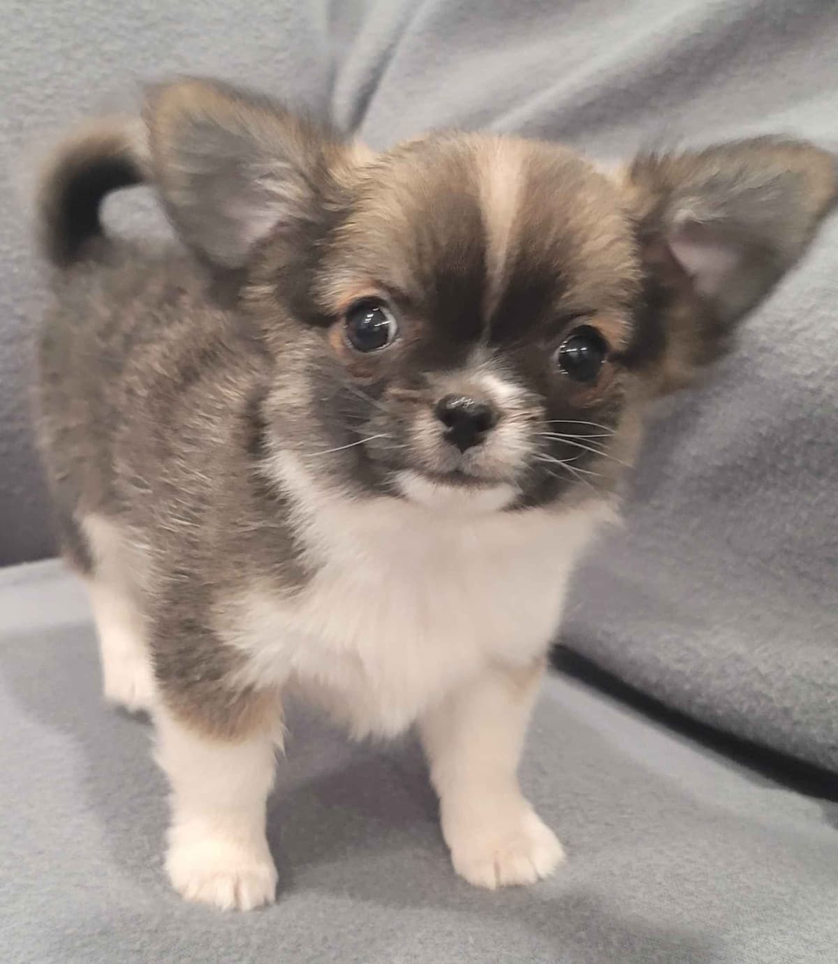 Champion Sired Long Coat Chihuahua Puppies breeder image 22