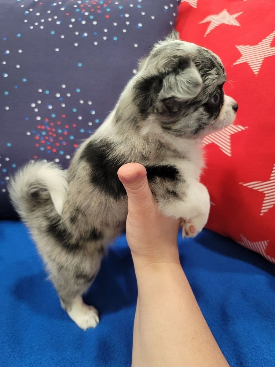 Champion Sired Long Coat Chihuahua Puppies breeder image 23