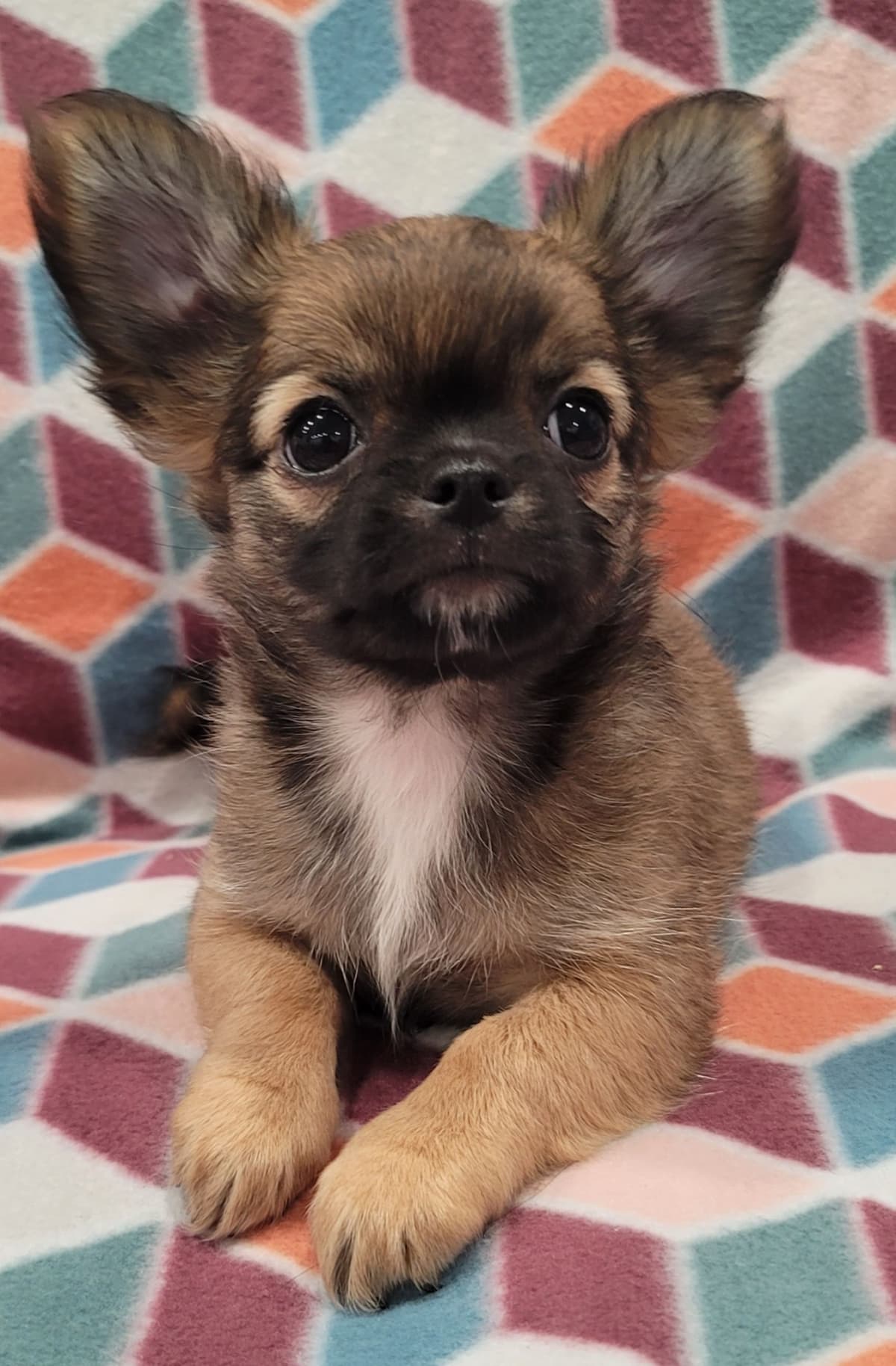 Champion Sired Long Coat Chihuahua Puppies breeder image 20