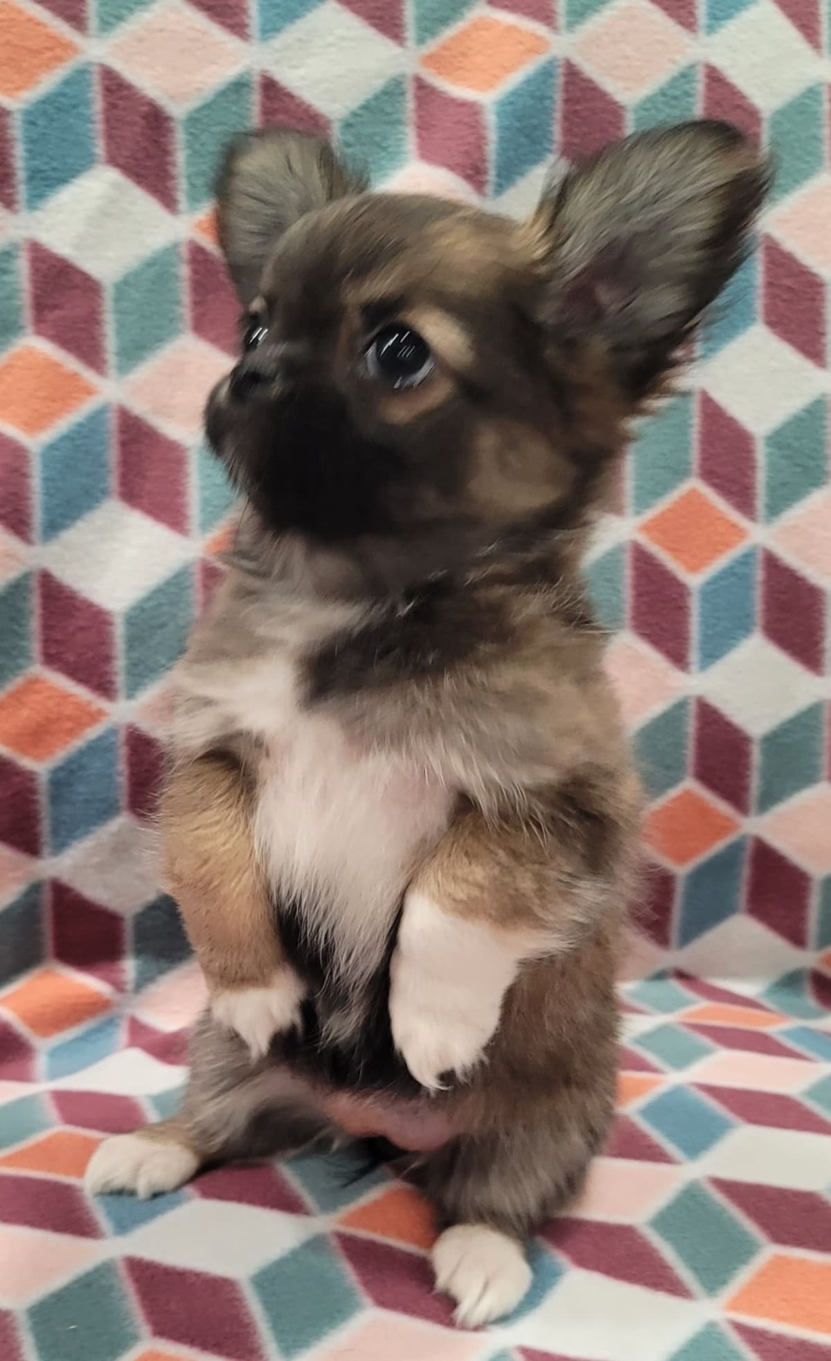 Champion Sired Long Coat Chihuahua Puppies breeder image 24