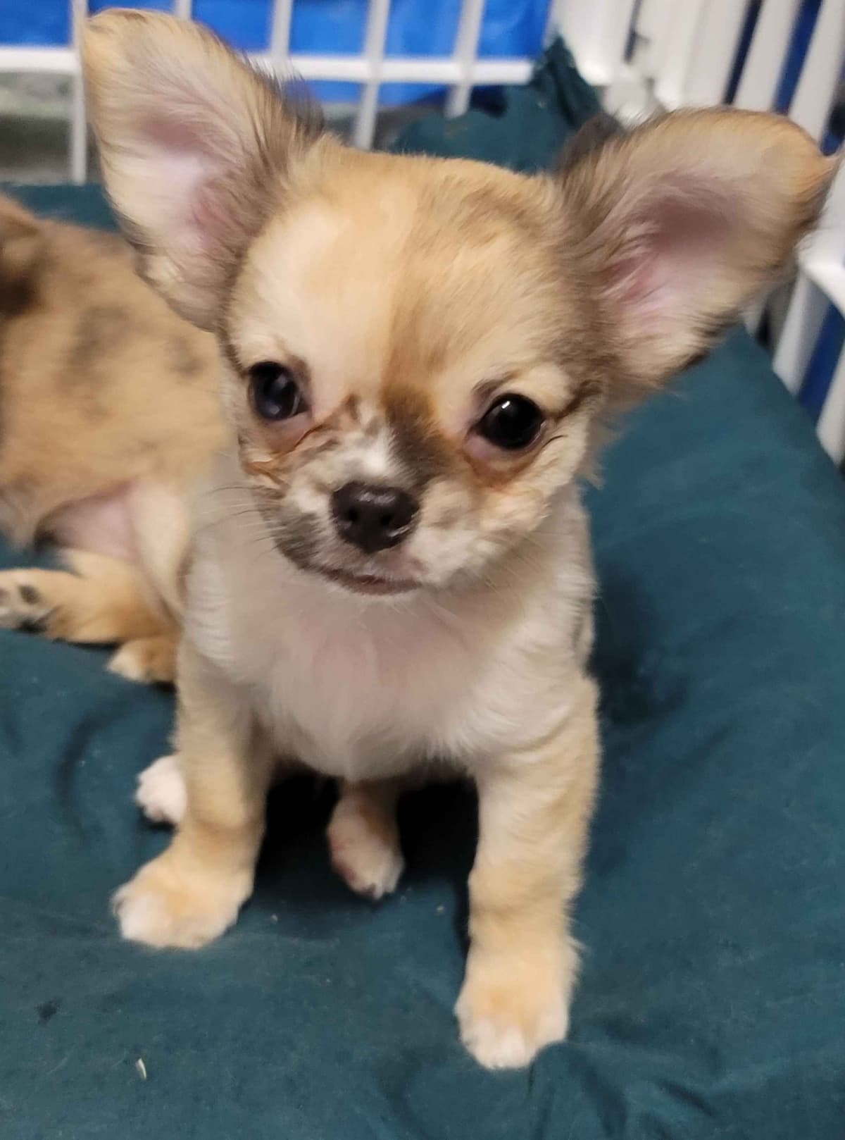 Champion Sired Long Coat Chihuahua Puppies breeder image 25
