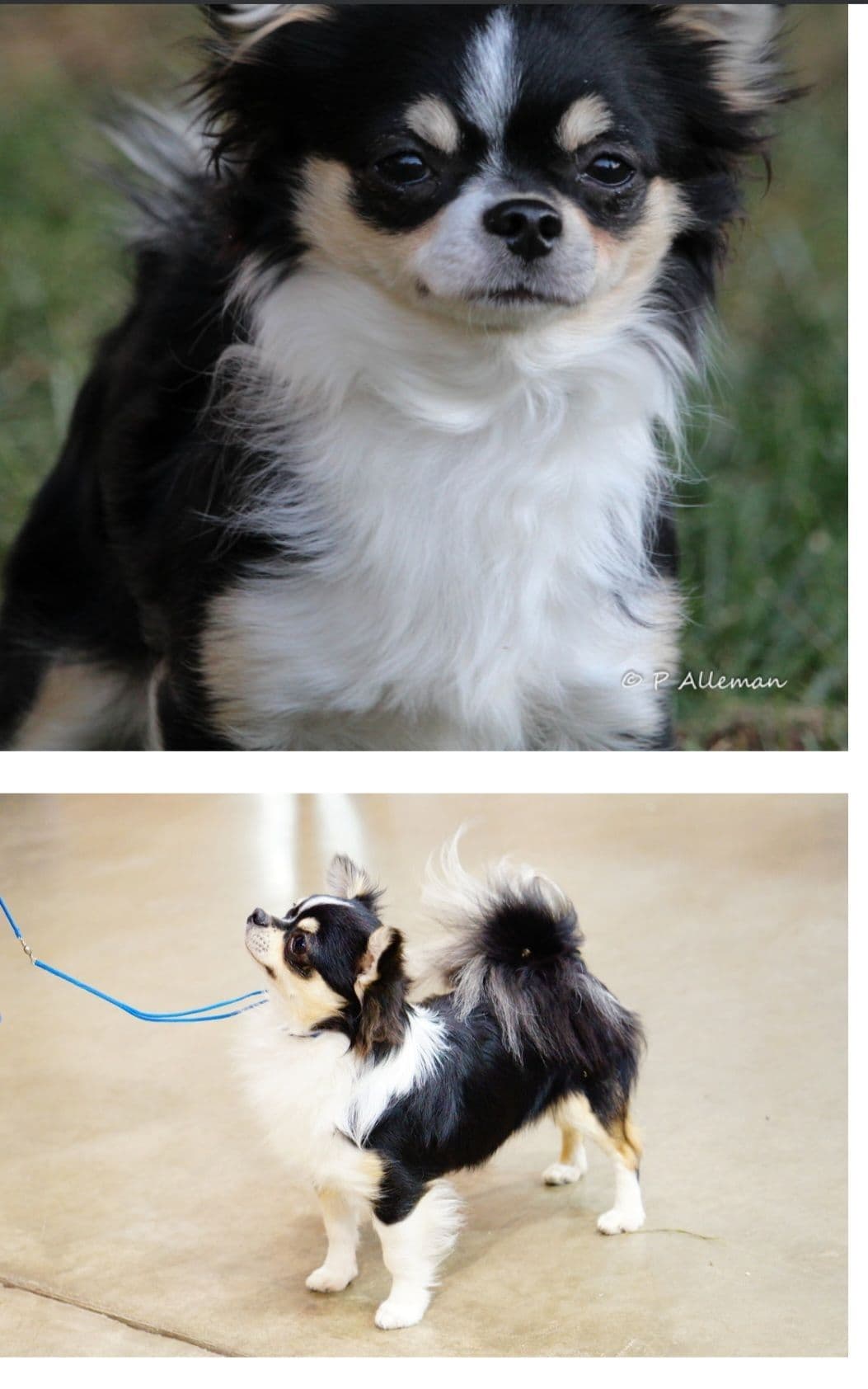 Champion Sired Long Coat Chihuahua Puppies breeder image 10