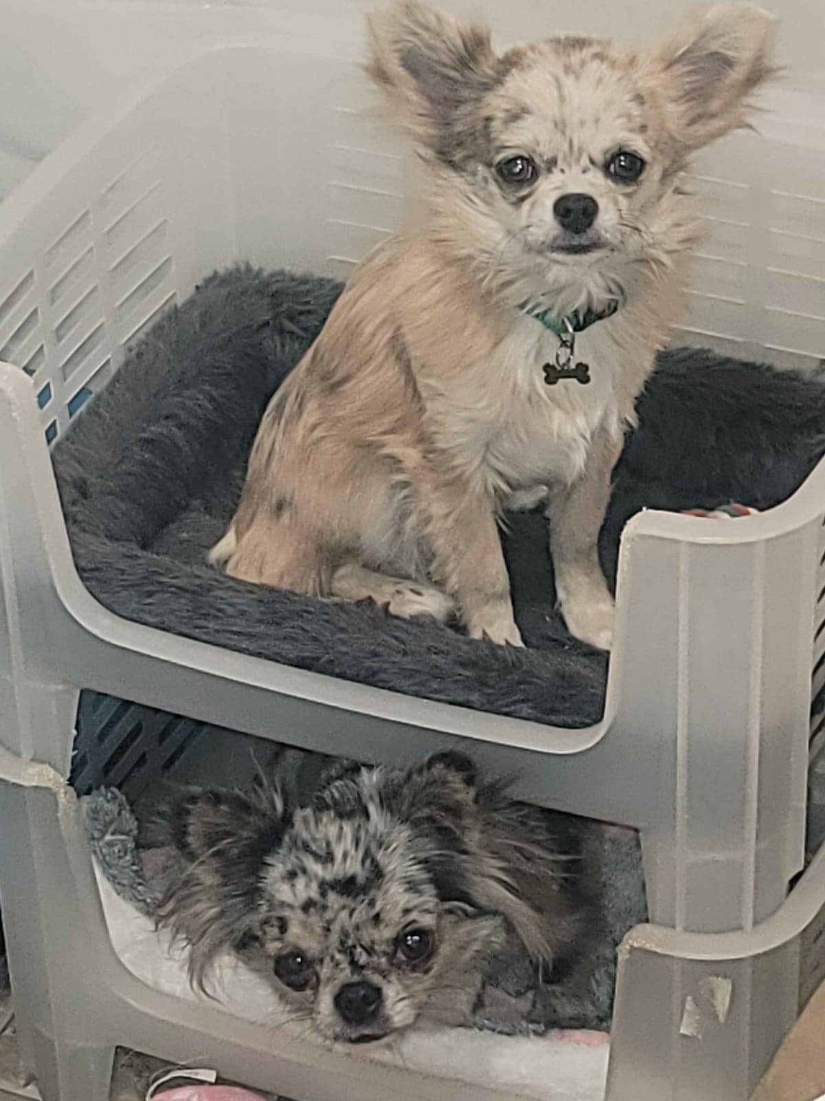 Champion Sired Long Coat Chihuahua Puppies breeder image 8