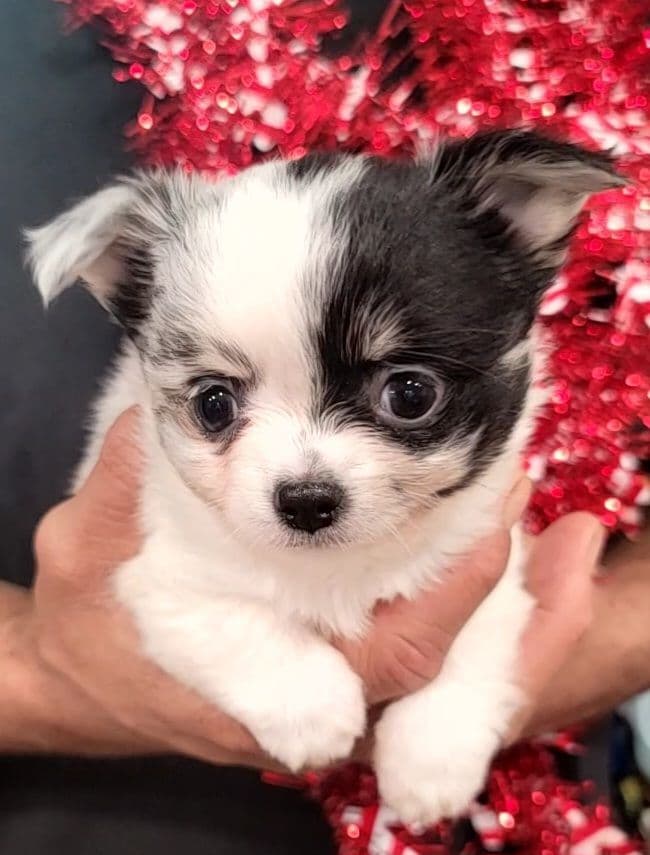 Champion Sired Long Coat Chihuahua Puppies breeder image 27