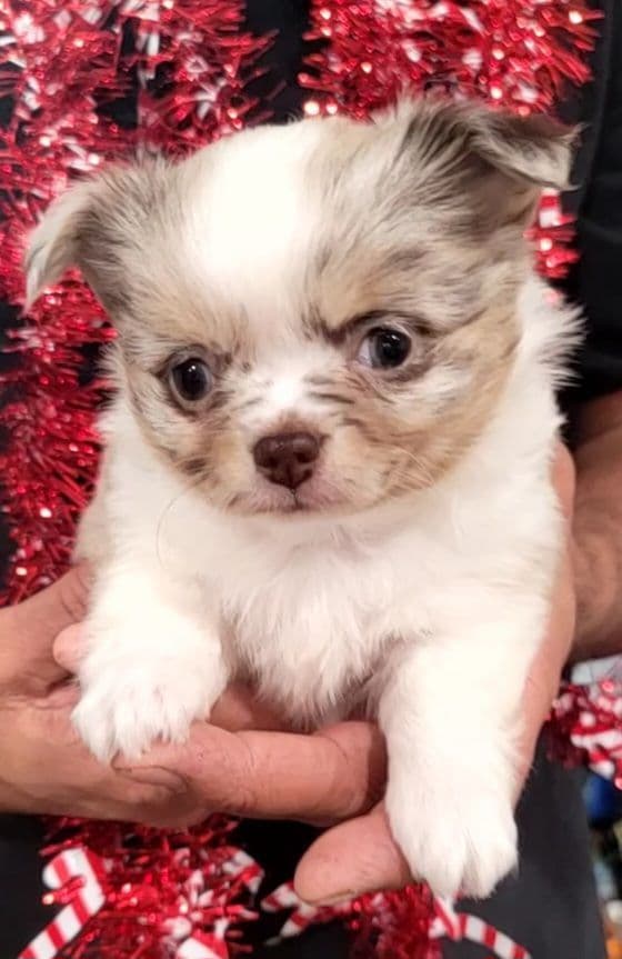 Champion Sired Long Coat Chihuahua Puppies breeder image 26