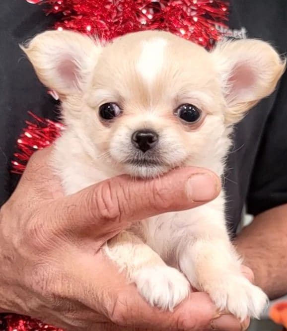 Champion Sired Long Coat Chihuahua Puppies breeder image 29
