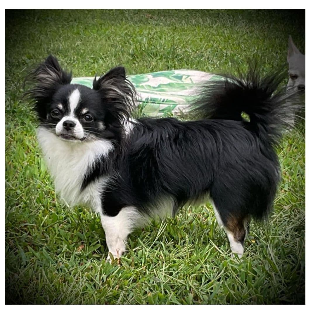 Champion Sired Long Coat Chihuahua Puppies breeder image 12