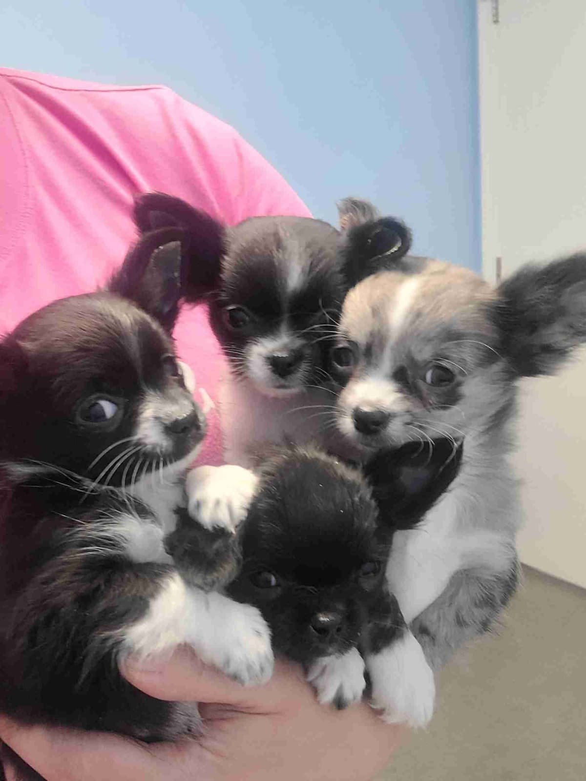 Champion Sired Long Coat Chihuahua Puppies breeder image 30