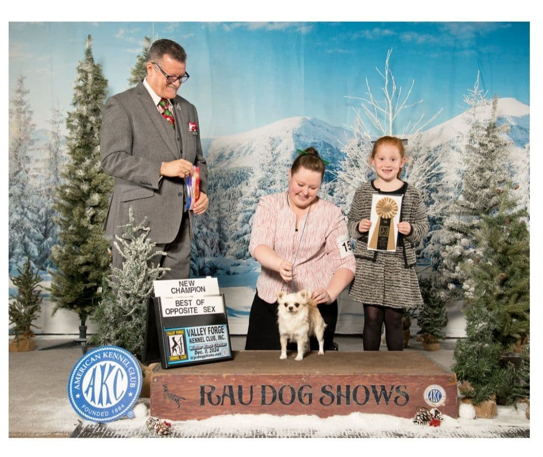 Champion Sired Long Coat Chihuahua Puppies breeder image 11
