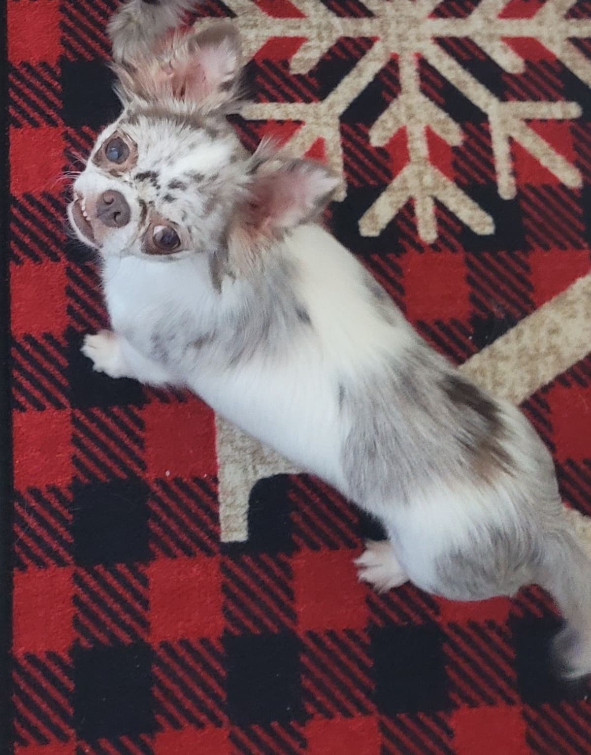 Champion Sired Long Coat Chihuahua Puppies breeder image 7