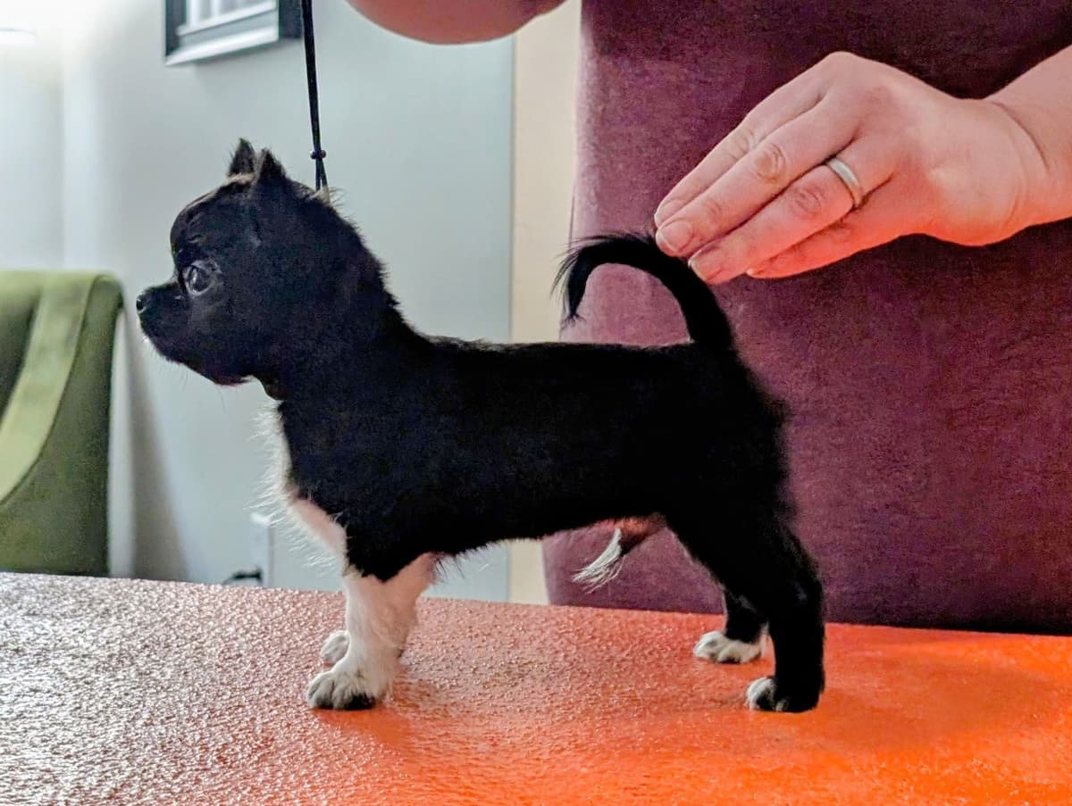 Champion Sired Long Coat Chihuahua Puppies breeder image 13