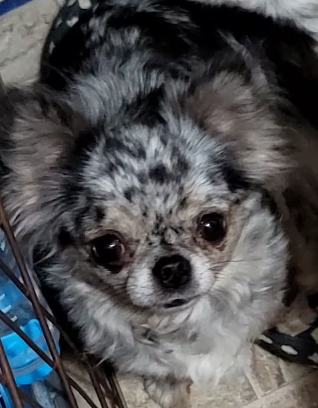 Champion Sired Long Coat Chihuahua Puppies media 9