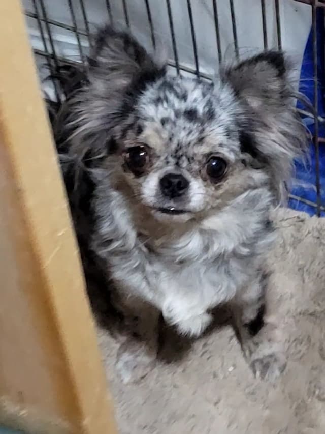 Champion Sired Long Coat Chihuahua Puppies media 10