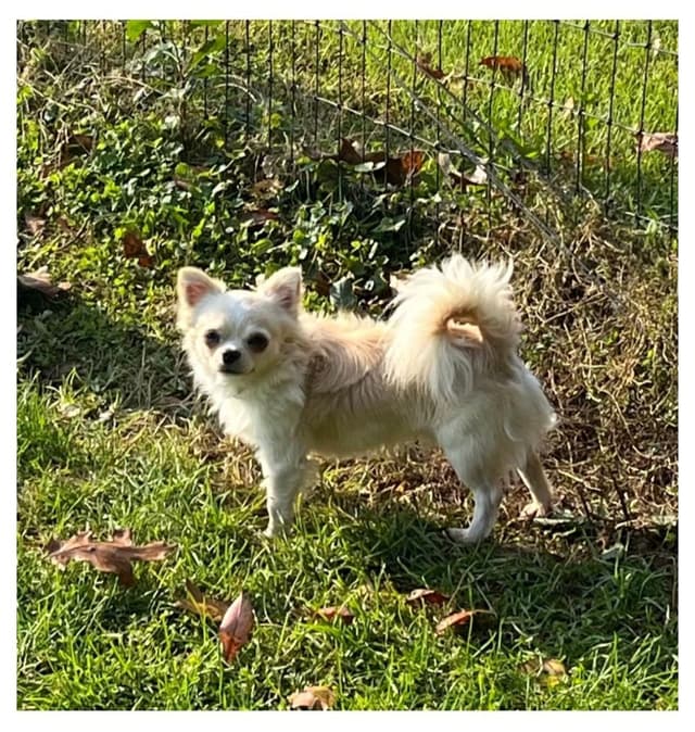Champion Sired Long Coat Chihuahua Puppies media 14