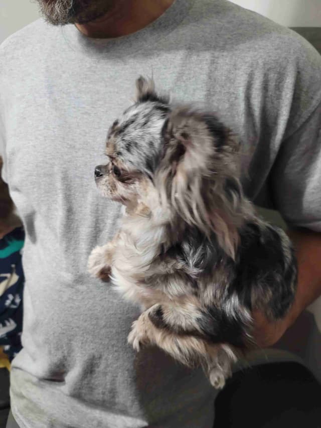 Champion Sired Long Coat Chihuahua Puppies media 11