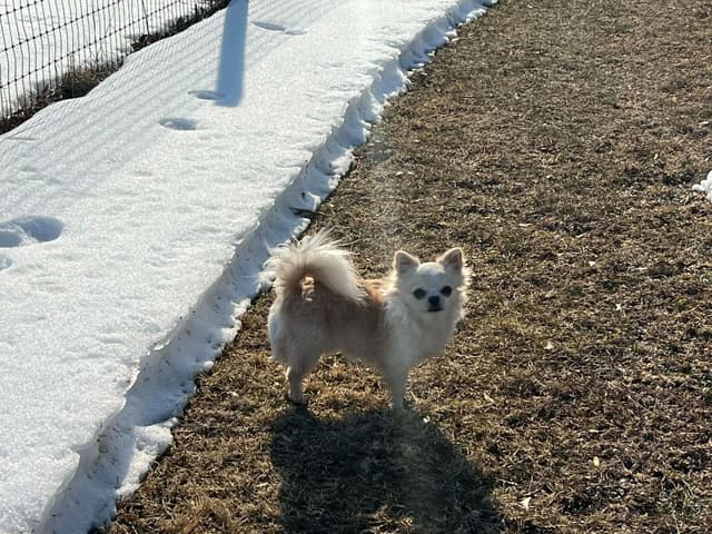 Champion Sired Long Coat Chihuahua Puppies media 13