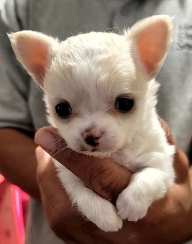 Champion Sired Long Coat Chihuahua Puppies media 4