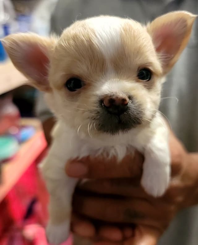 Champion Sired Long Coat Chihuahua Puppies media 7