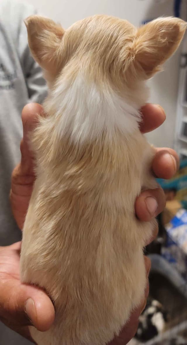 Champion Sired Long Coat Chihuahua Puppies media 8