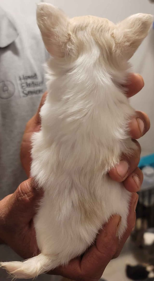 Champion Sired Long Coat Chihuahua Puppies media 3